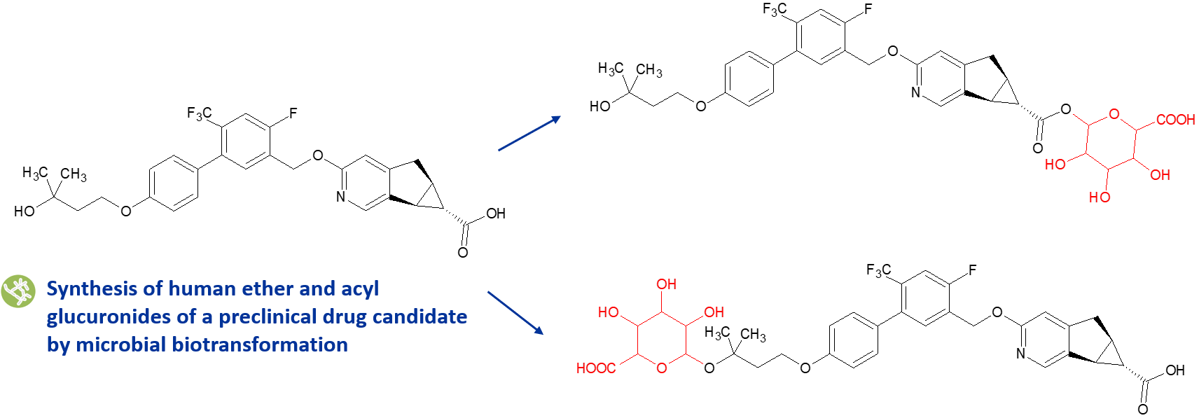 acyl glucuronide case study image