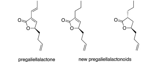 pregaliellalactonoids molecule structure