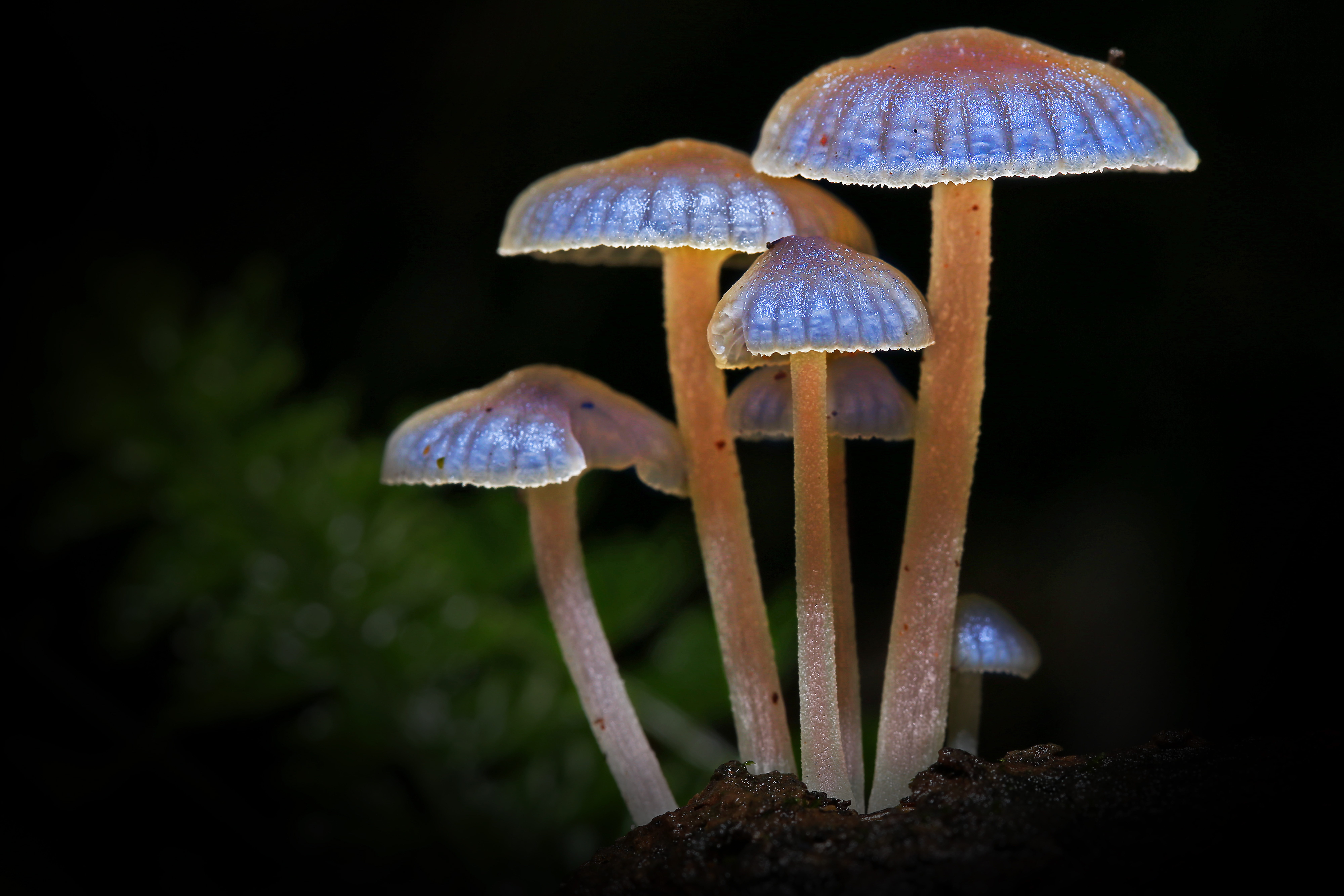 Mushrooms with blue glow