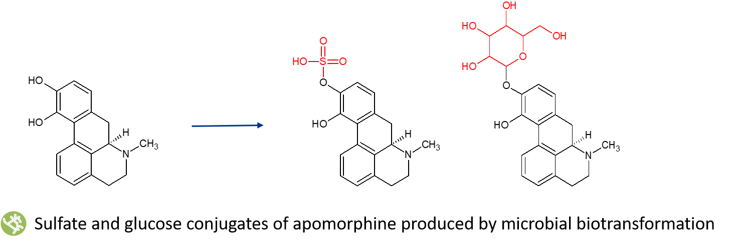 apomorphine metabolites case study image