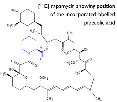 radiolabelled rapamycin (1) diagram
