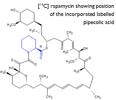 radiolabelled rapamycin diagram