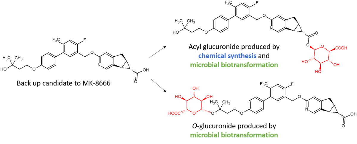 Structures of glucuronides of the back-up to MK-8666