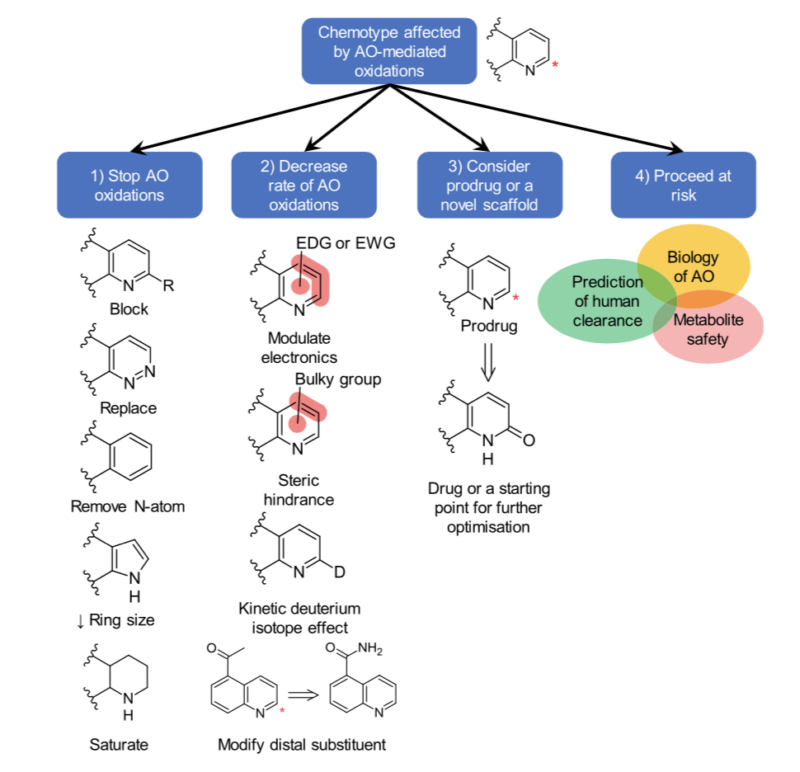 Figure illustrating rational drug design approaches to modulate AO‐mediated metabolism in drug discovery