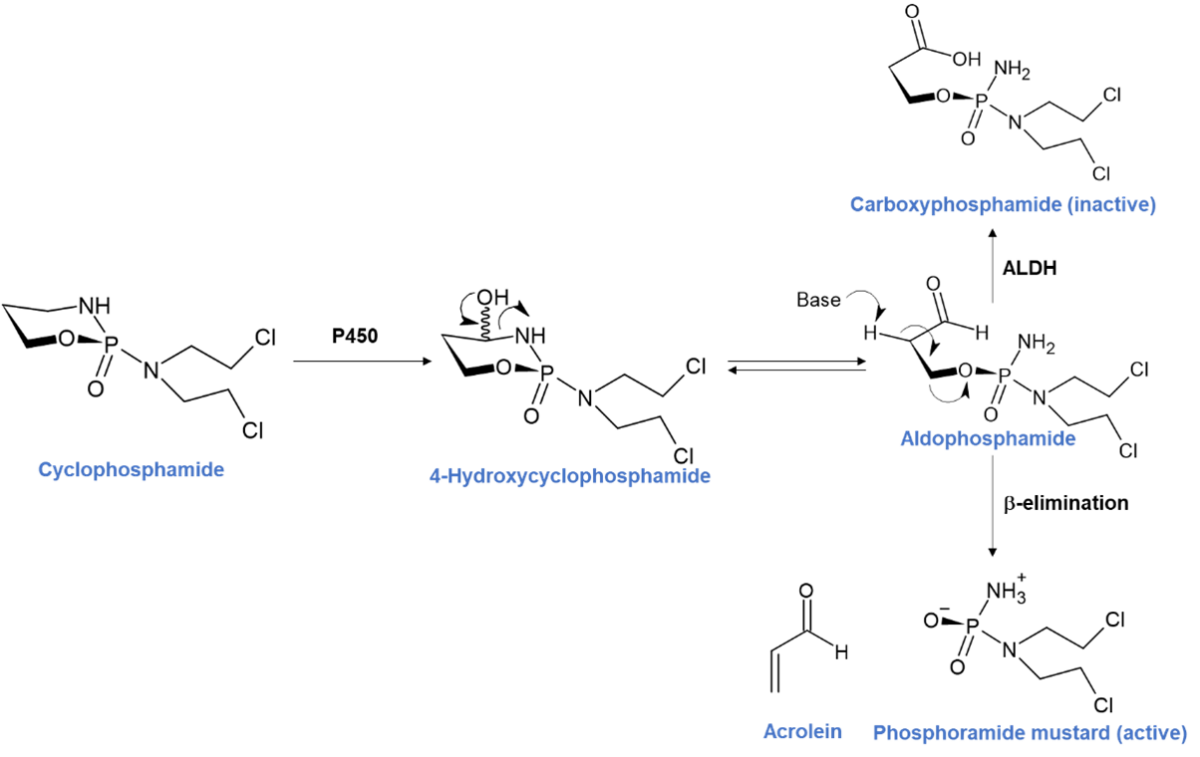 Orphan CYP blog Figure 1 - Cyclophosphamide activation pathway 