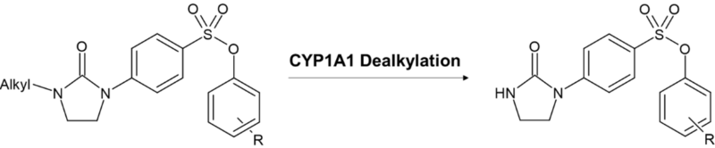 Orphan CYPs Figure 4 – Showing the formation of activated PAIB-SOs