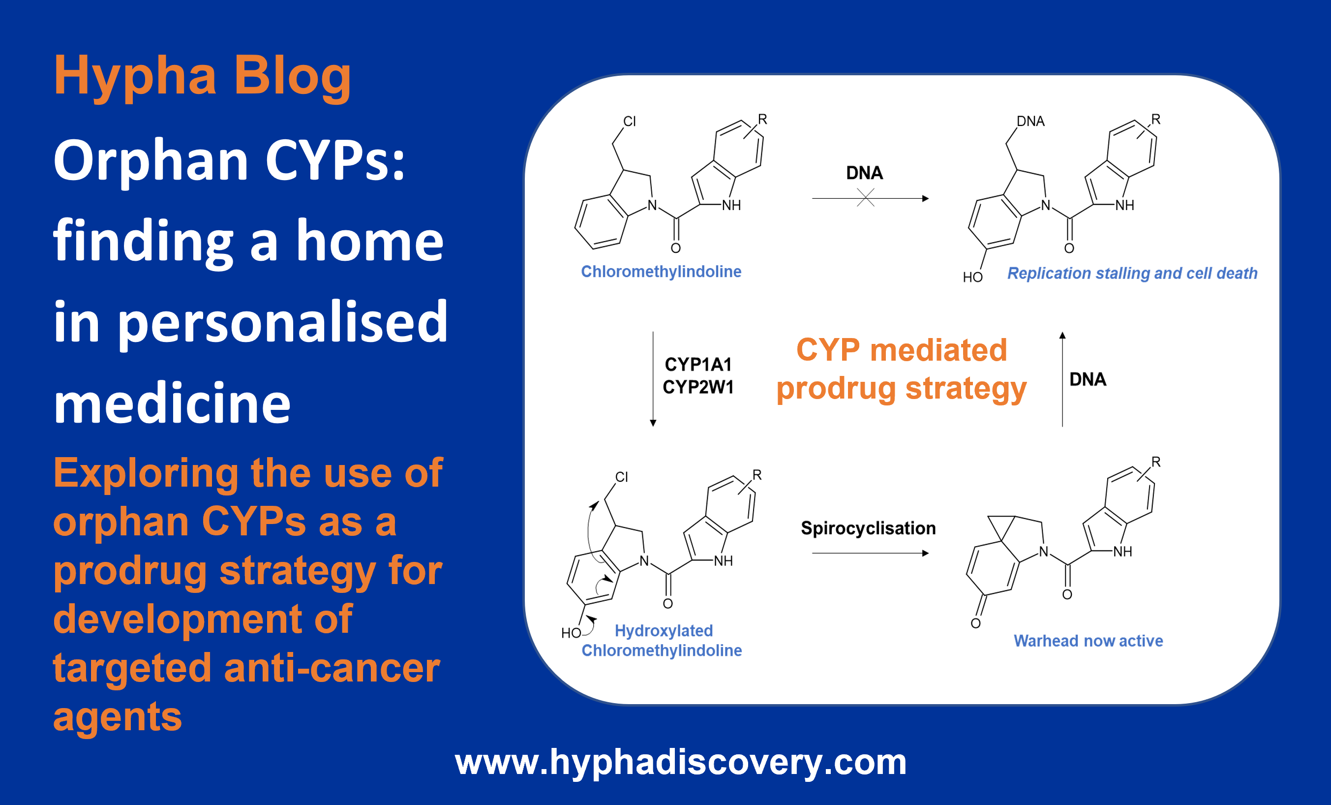 Summary image for Hypha Discovery orphan CYPs blog