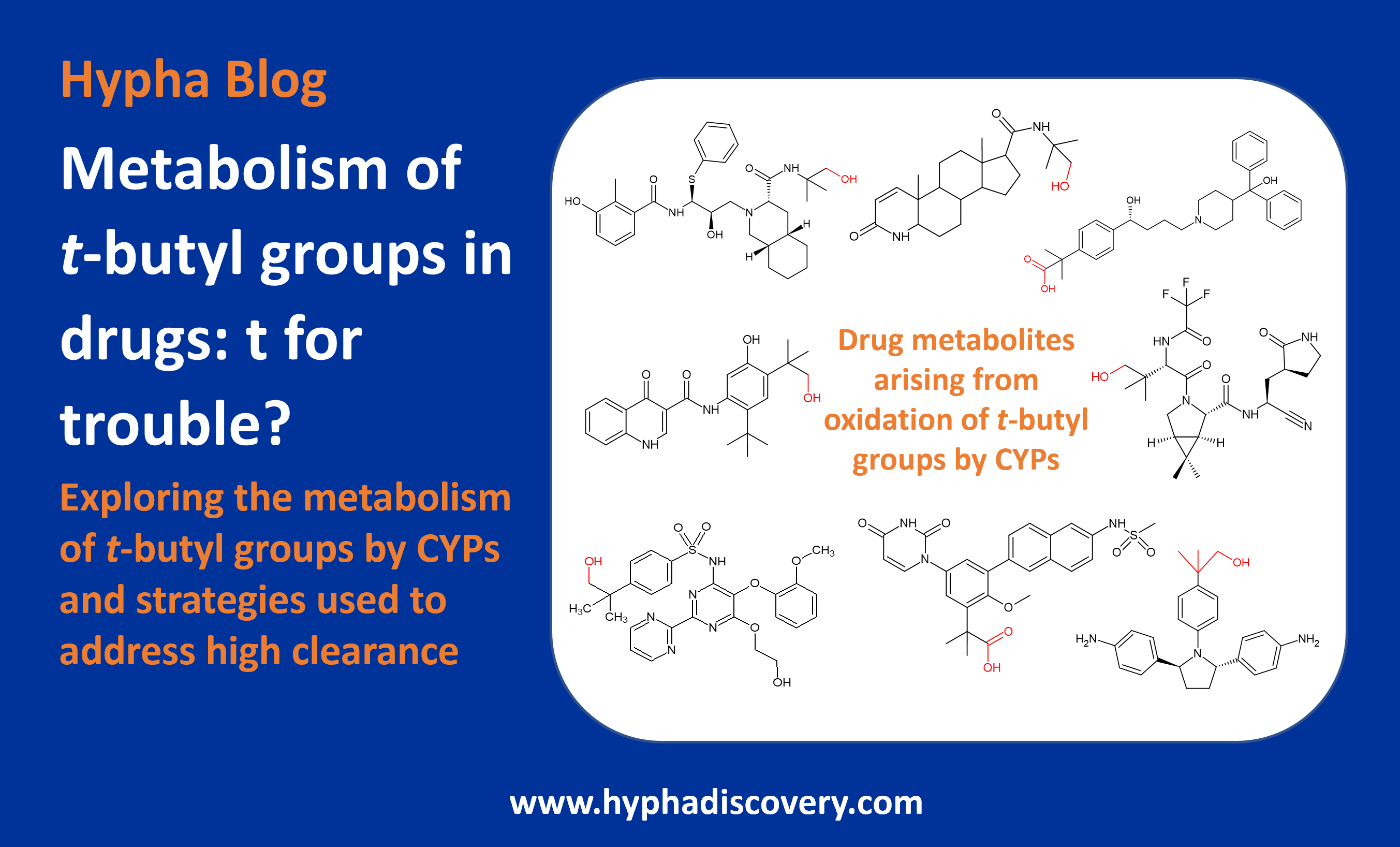 Leader image for t-butly group metabolism blog