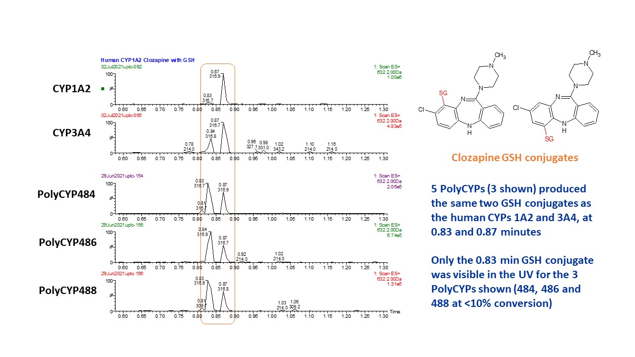 Synthesis of clozapine GSH conjugates using PolyCYPs