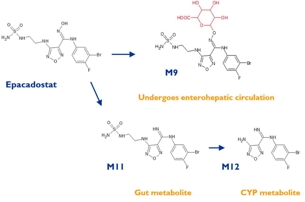 Metabolism of epacadostat