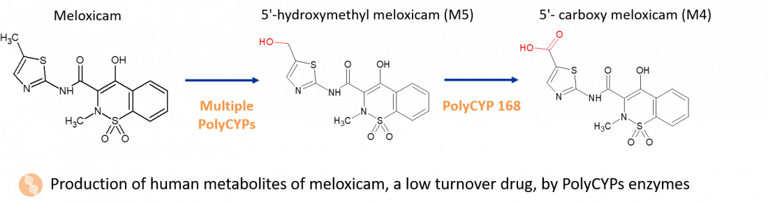 meloxicam metabolites case study image